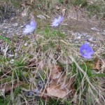 Leberblümchen